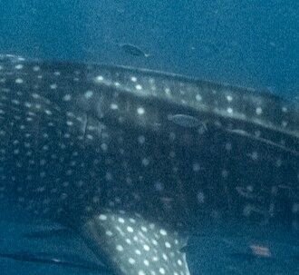 a2259016-e95a-4c50-a386-bd75fe4e981d