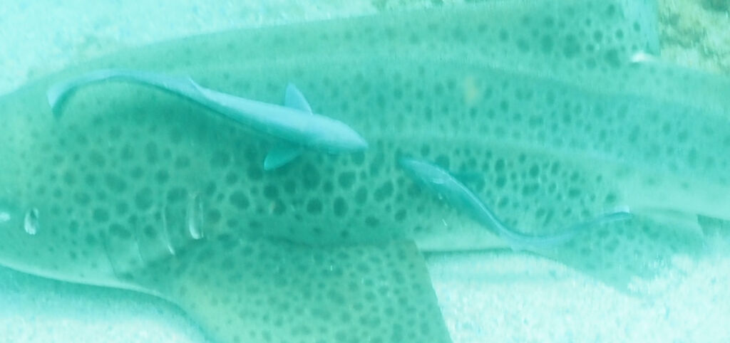 34551923-1f8e-424e-82d1-f2125fc5ede6