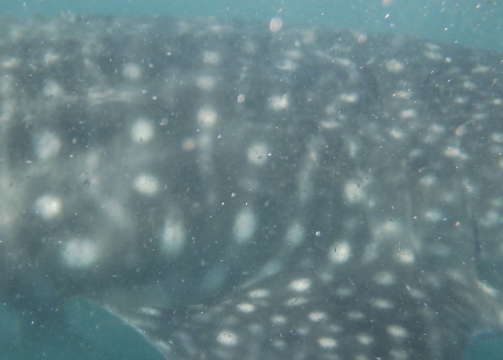 fe8521ef-eb9f-45be-8e30-ea052613a572