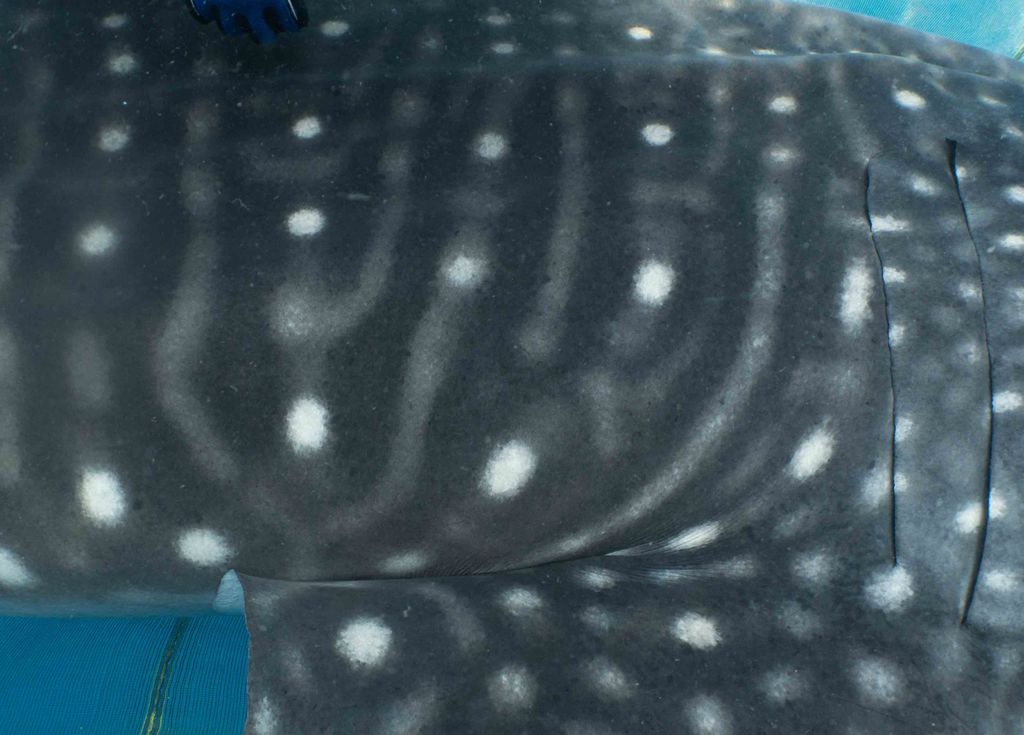 6204a903-7657-4ba4-950d-3baf9f460c95