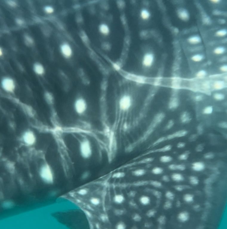 1926ae41-9752-48cf-adf8-40b143d0f14a