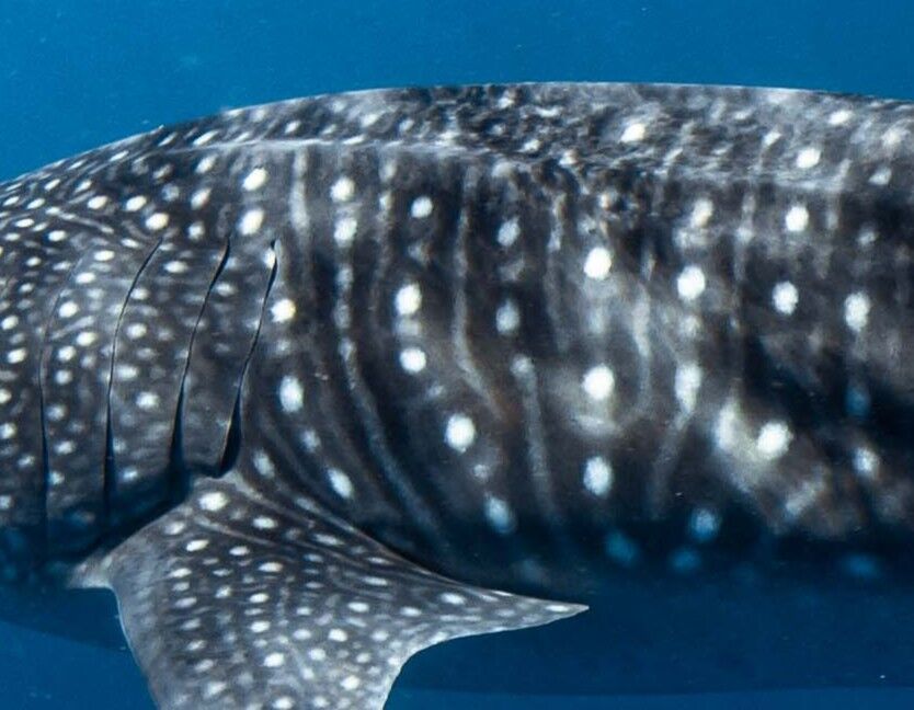 a63cefc2-6570-4678-8b9a-c7338d88bbd9