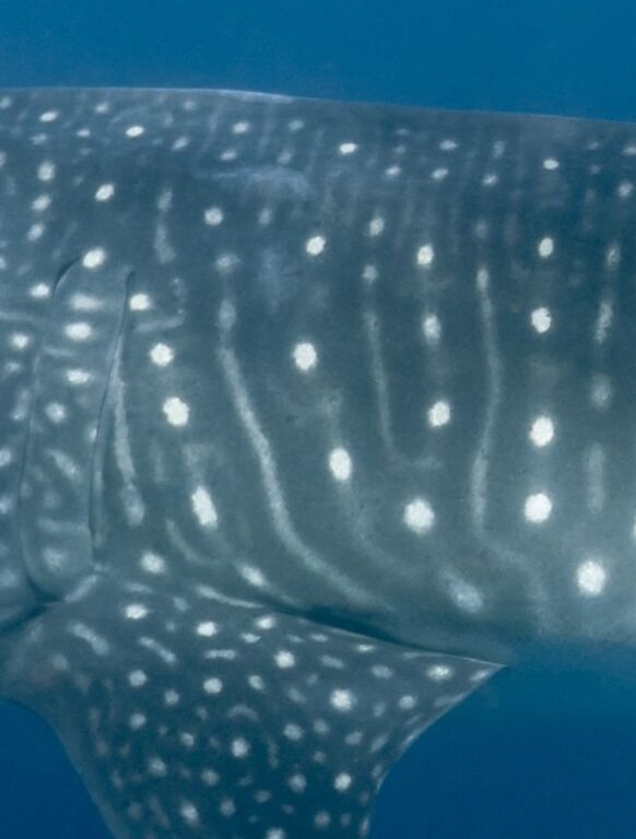 043d3a49-dda9-40d5-966b-64fab43a178a