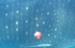 af3dda93-066f-4e7a-bc8a-89bbf31f921a