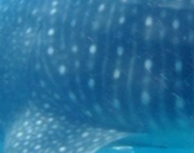 af3dda93-066f-4e7a-bc8a-89bbf31f921a