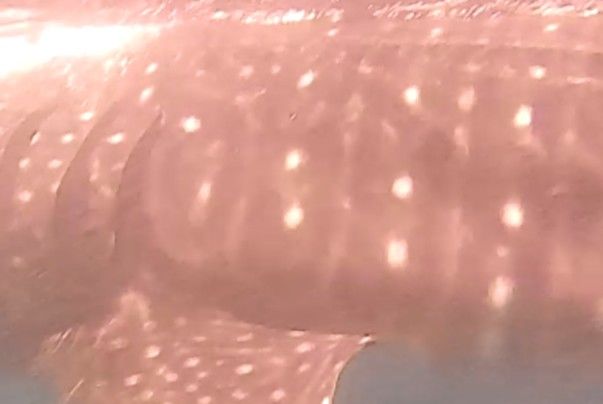 1926ae41-9752-48cf-adf8-40b143d0f14a