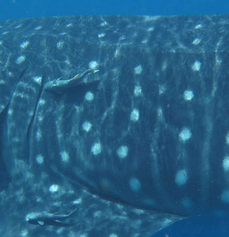 a964ac4c-6ec3-4916-93ec-b4bc49b03fa5