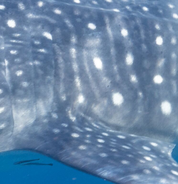 e0d6ed5a-3aa2-492f-9e2e-775b97e12589