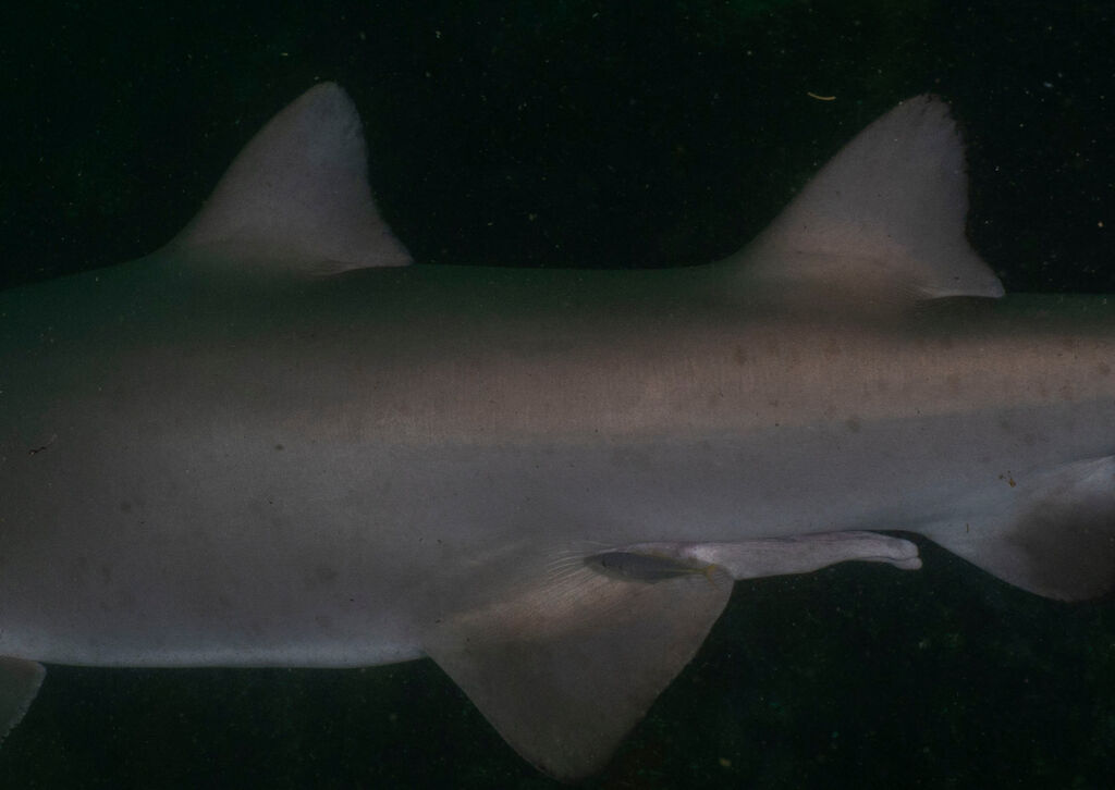 fe320e9d-278d-453e-a33f-741aaa51e333