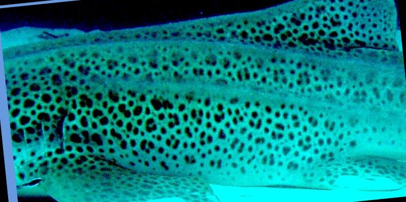 1d590306-c7de-4ef1-b5f9-8342510eaf65