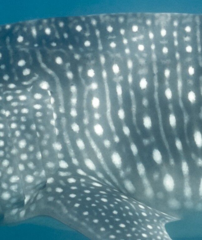 ee7818b1-f506-4a74-b552-d7f76543cf27