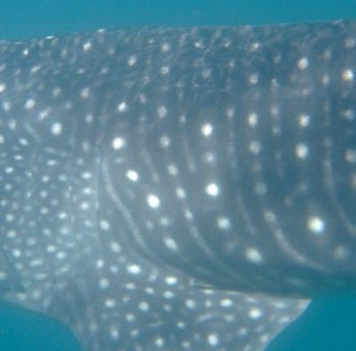 6bbf88da-7537-4a58-84e1-cec1078b064b