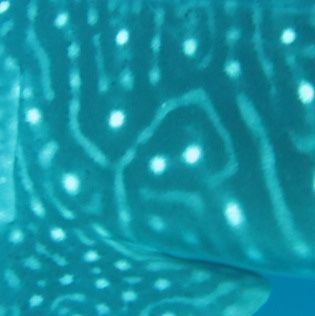 c741dd43-d23e-4917-bff9-fdb56e6c31a9