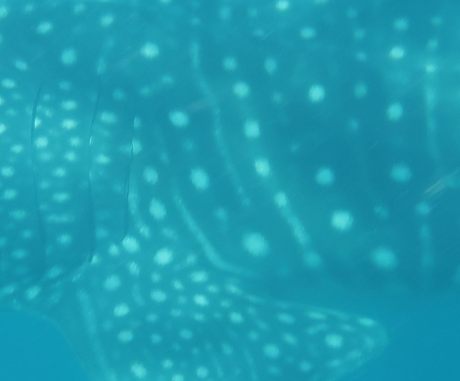 43119d84-ee7f-48b5-a9b7-7c3f4656ac83