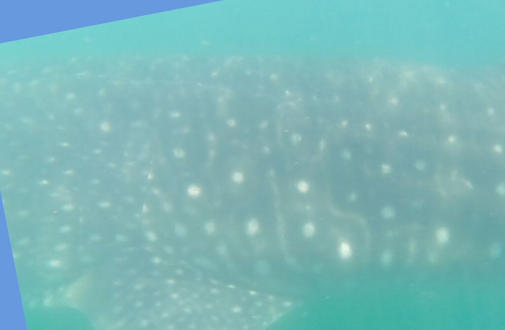 cee208f9-1cd5-4dec-a62c-f809b08fb807