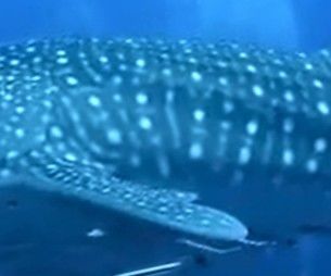 65f5ff36-e512-4aaf-ac12-e37aa33c8863