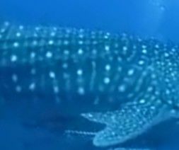 65f5ff36-e512-4aaf-ac12-e37aa33c8863