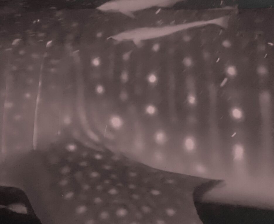 ccf99982-4a88-4b4b-8a66-3d749c97555c