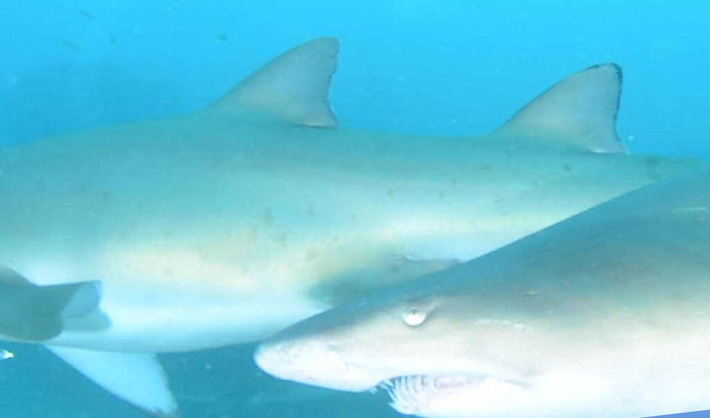 a8504f4c-3fd0-44ce-8a31-63a8823bd5ad