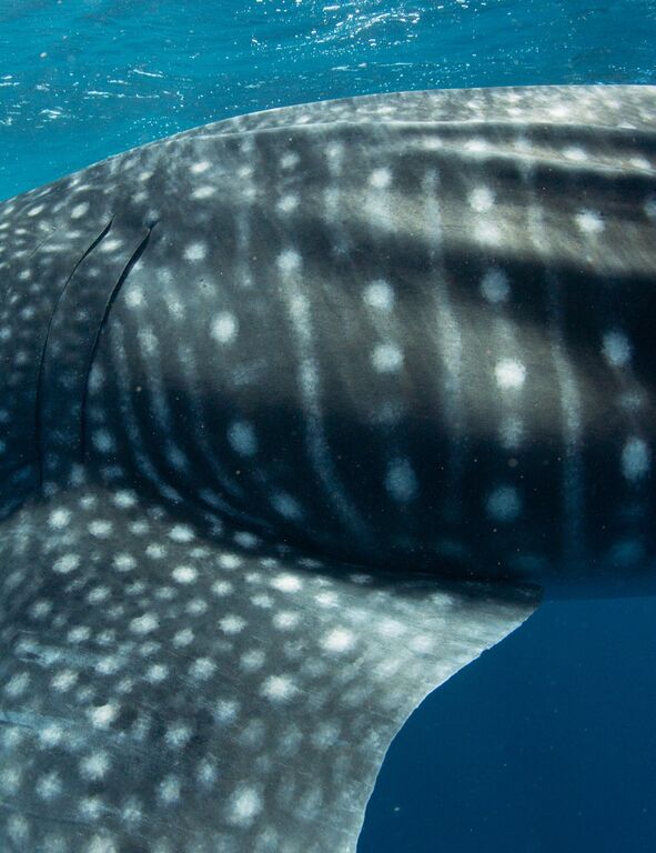 90d0974c-fd36-48f5-b923-47c5123c0419