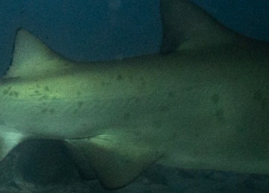 9a4a308b-b93f-4d93-b118-81877df43154