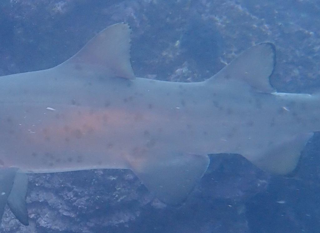 9acf4cfc-8852-447c-97a2-fd1980af1ade