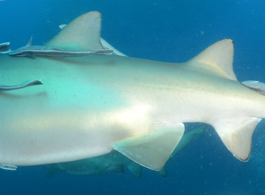 dad5e21a-aa7b-4906-9b91-4d4dd7c5f66e