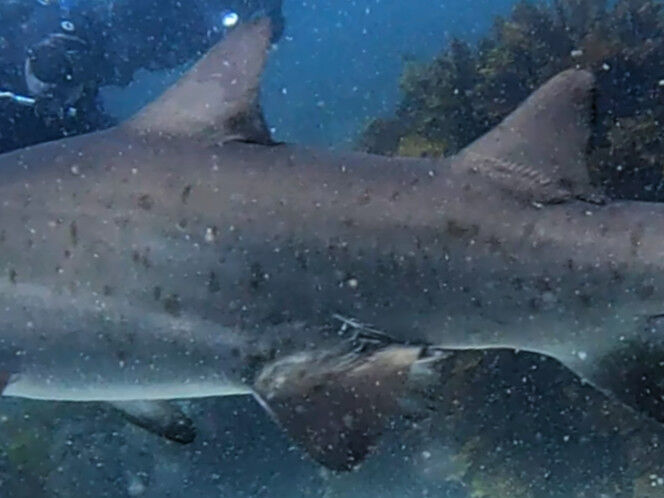 cfb212bc-689b-4915-bbc8-9bd9c252316f