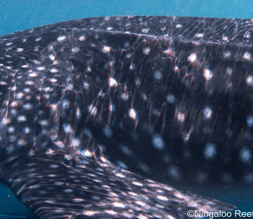 8362d69f-2fff-4f54-a365-4b2818ea16e0