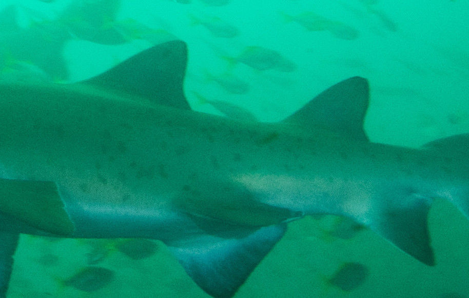 55afbf86-9d8b-4087-a319-b668ba060baa