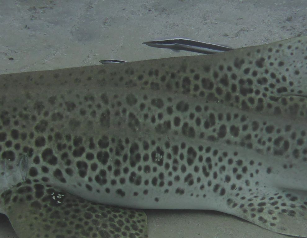 283222d9-8eb8-4927-af79-271a2b99c27a