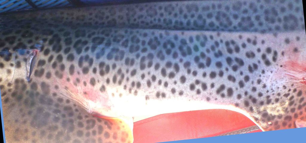 7f8e2dd3-e8b0-4674-8738-51af789fbc32