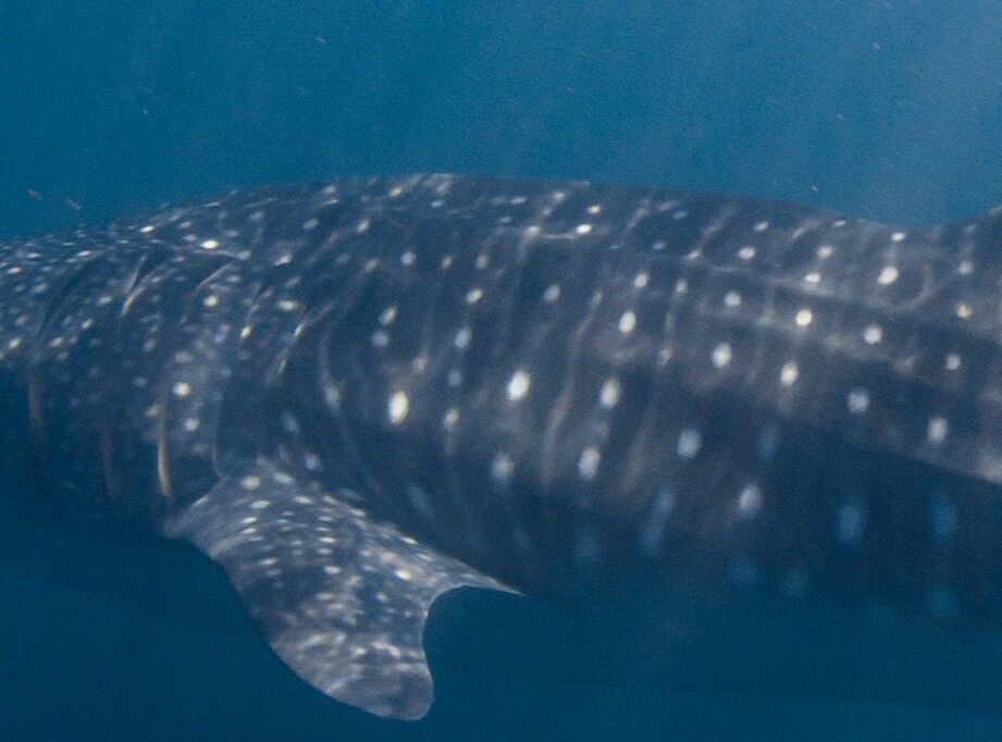 e247e651-b738-48ef-950b-e2f2a38fc862