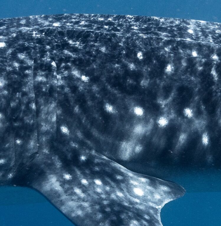 70aff883-043a-4cd5-b169-663aef74ba69