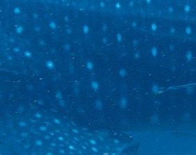 81fa2850-0eb9-4ca1-b254-7db30eb290fa