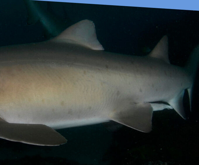 78ef8a7a-a531-496f-9d74-61da52c3797e