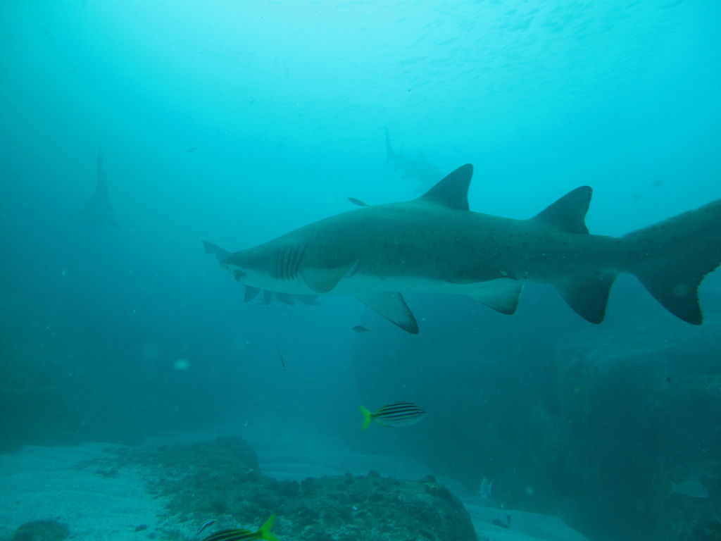 fc613bef-6072-4ff7-a921-c5a4d319a533