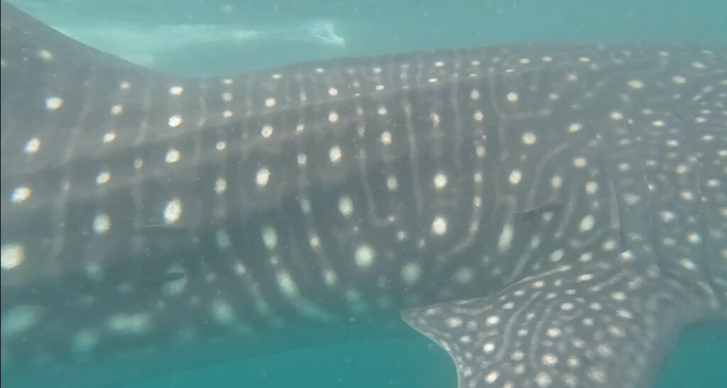 15a3e95c-44e7-493e-b6be-3c93b83c5aaf