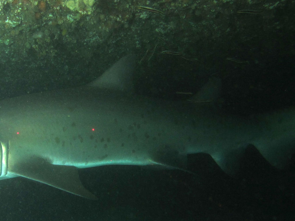 b0dcc4be-2fdf-4306-a4de-ec2f4ad58523