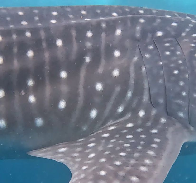 c1663500-b60d-4d12-92e1-af194c54f399