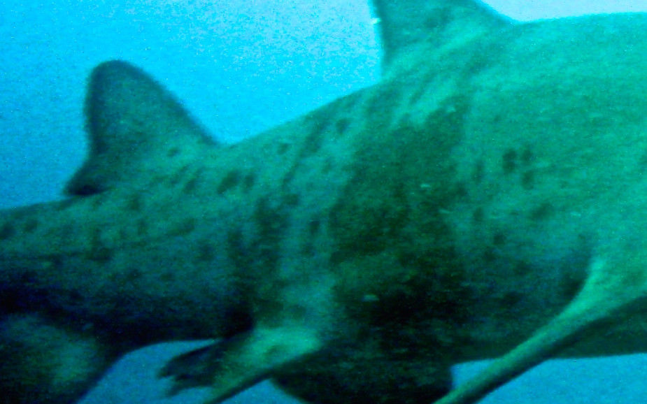 cade9dc7-580a-4838-80bd-c453c3825f7d