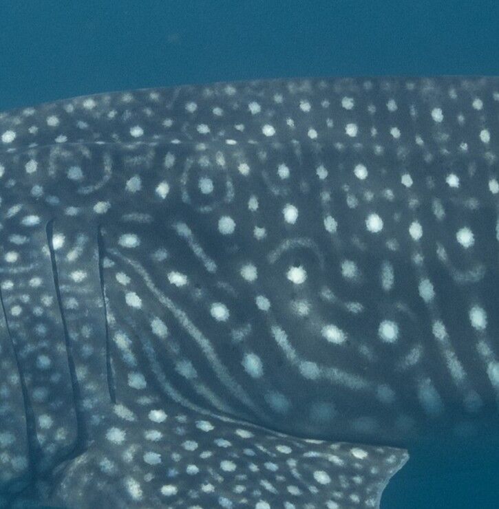 339d5395-7ce7-481f-965b-6f40eb859f5e