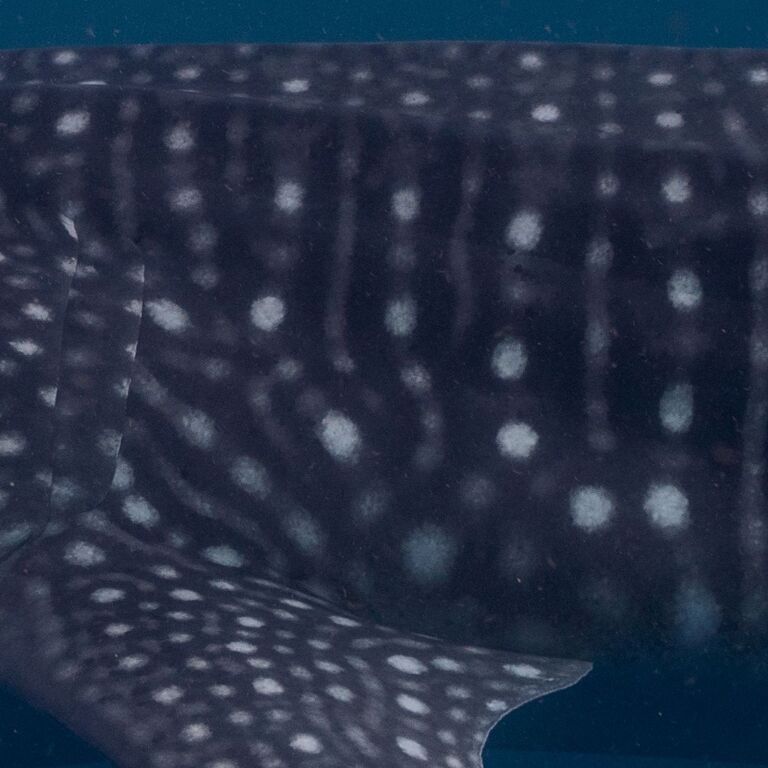 c12a68ae-8a6d-45ae-ba92-7837baefcbc6