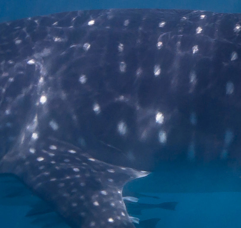 232c8b4a-fdc8-49d6-af19-461bbcc30deb