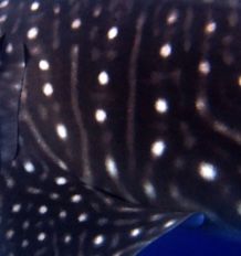 a48ca0ef-3033-4d8c-a49e-3b49e73de47d