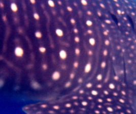 a48ca0ef-3033-4d8c-a49e-3b49e73de47d