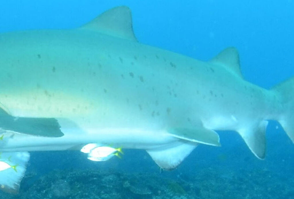 c55db0bd-f693-452b-b9f6-561c69b21d34