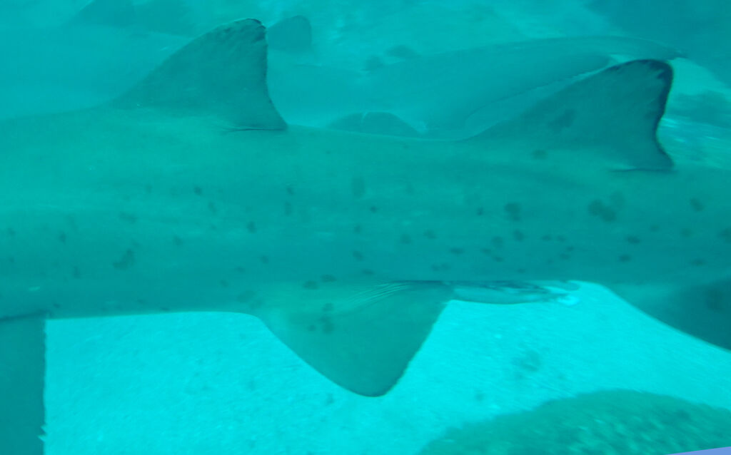 ab877c31-8ad9-490c-8141-1e3ddfc94c6e