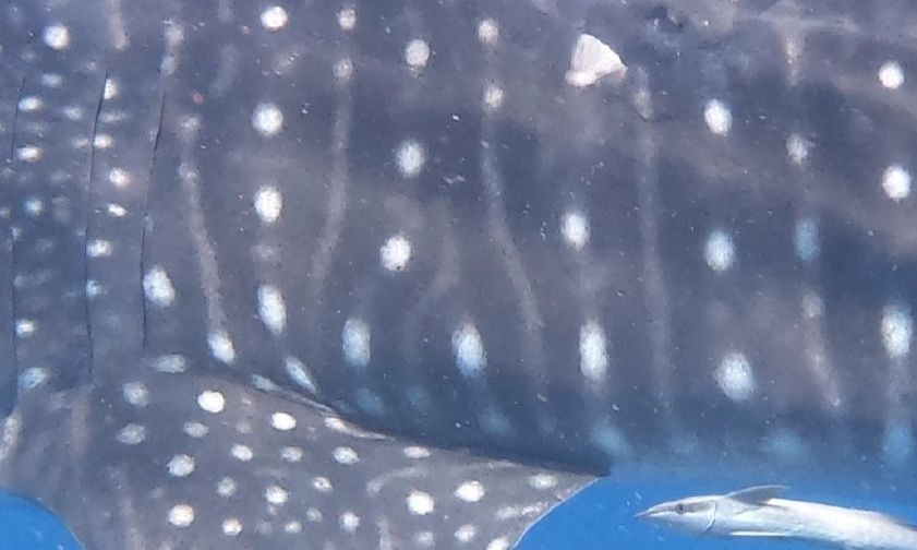 ea895bf1-bced-40ee-b481-a1c9c2a907ac