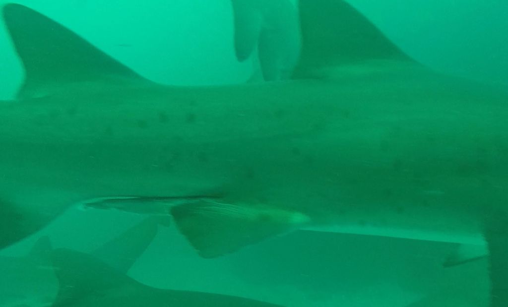 0c1cec58-42c0-4473-a46e-f40a3a9368b4